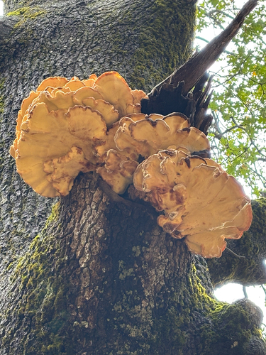 iNaturalist observation photo of Western Hardwood Sulphur Shelf