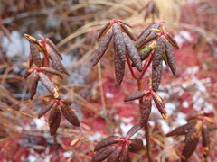 Rhododendron groenlandicum