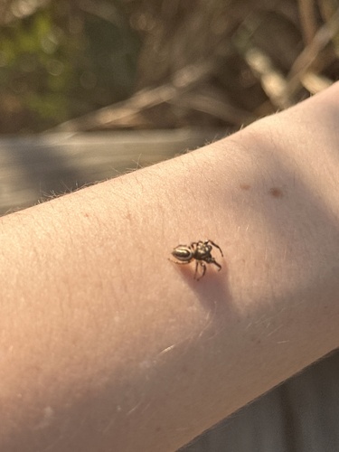 Bronze Jumping Spider