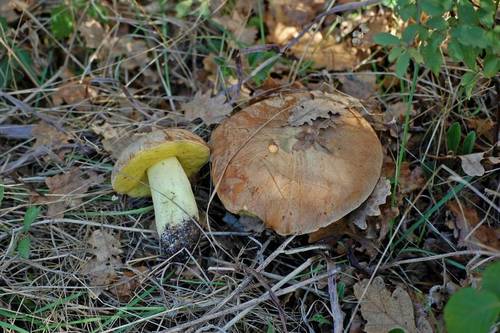 Iodine Bolete