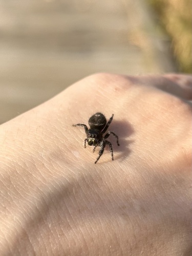 Bold Jumping Spider