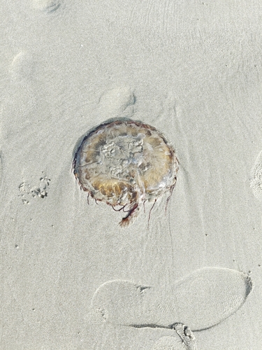 Pacific Sea Nettle