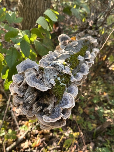 turkey-tail