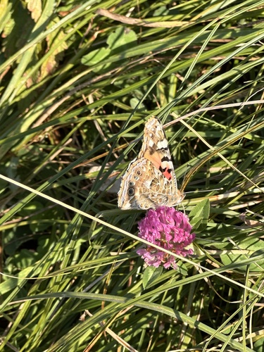 Painted Lady
