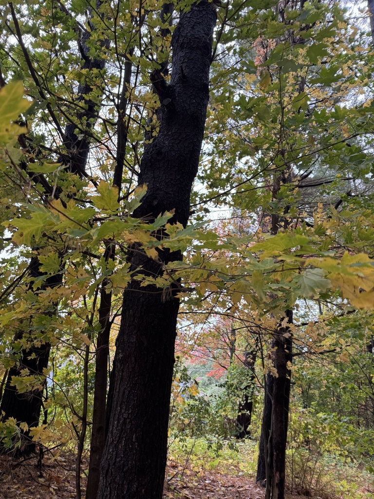 A photograph from Oct 13, 2026 near Burlington, Shelburne & Lake Champlain, where the observer’s point is approximate.