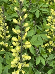 Baptisia sphaerocarpa