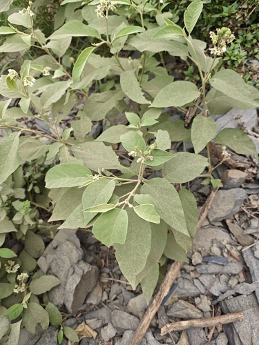Solanum erianthum observed 2026-10-13