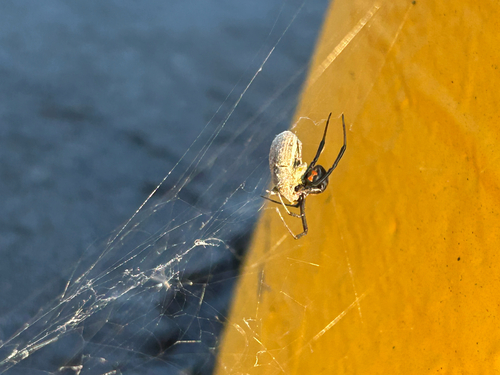 Southern Black Widow