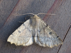 Odontopera bidentata