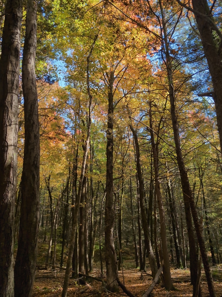A photograph from Oct 12, 2026 near Pioneer Valley & Mount Sugarloaf, where the observer’s point is approximate.