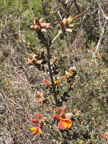Oxylobium oxylobioides, 2026-10-14