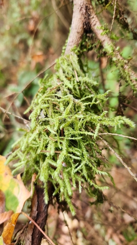 Neckera douglasii observed 2026-10-13