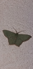 Chloropteryx nordicaria