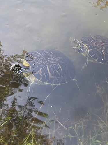 Peninsular Cooter