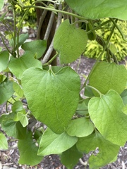 Aristolochia tomentosa