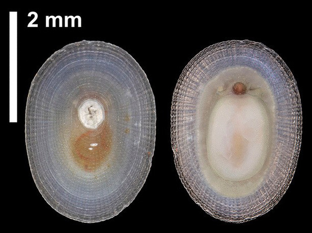 Neolepetopsidae