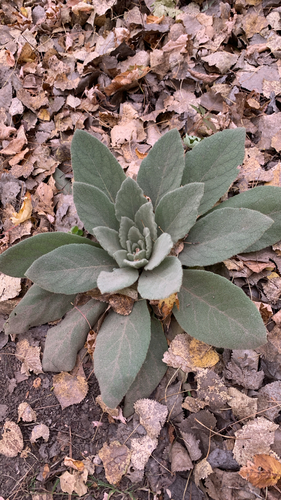 great mullein
