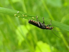 Cantharis obscura