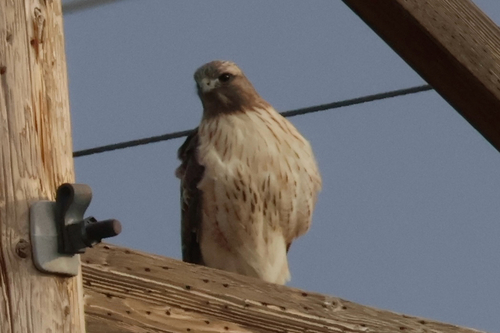 Red-tailed Hawk