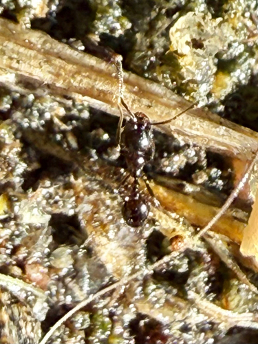 Monomorium ergatogyna