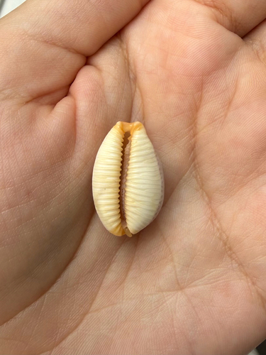 Cypraea staphylaea observed 2026-10-14