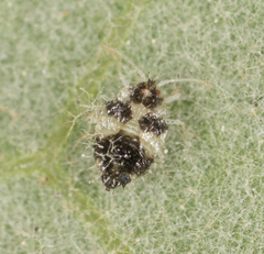 Corythucha confraterna