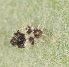 Corythucha confraterna