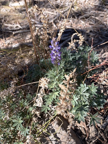 iNaturalist observation photo of lupines