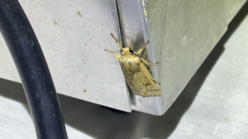 Lunar Underwing