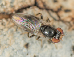 Periscelis occidentalis