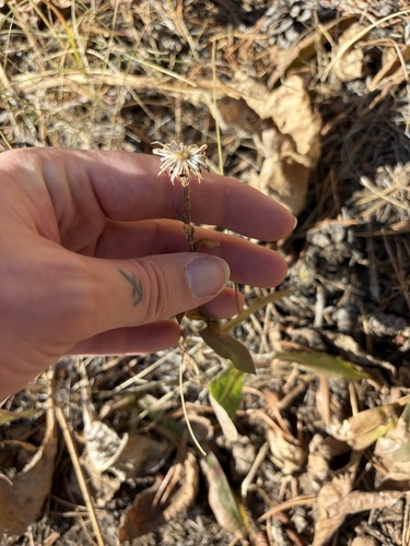 iNaturalist observation photo of thickstem aster
