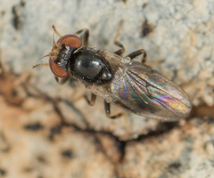 Periscelis occidentalis