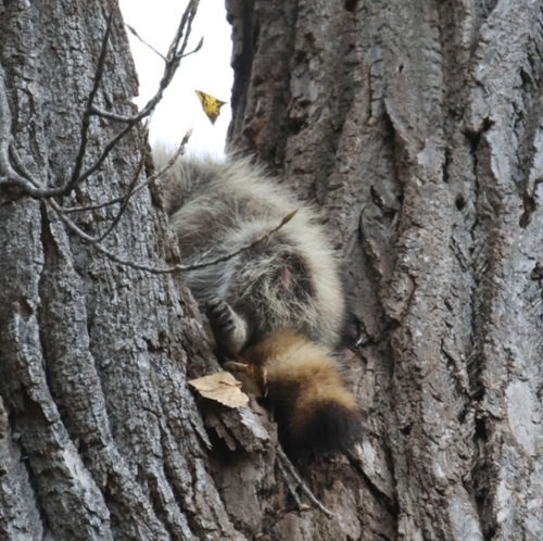 Common Raccoon