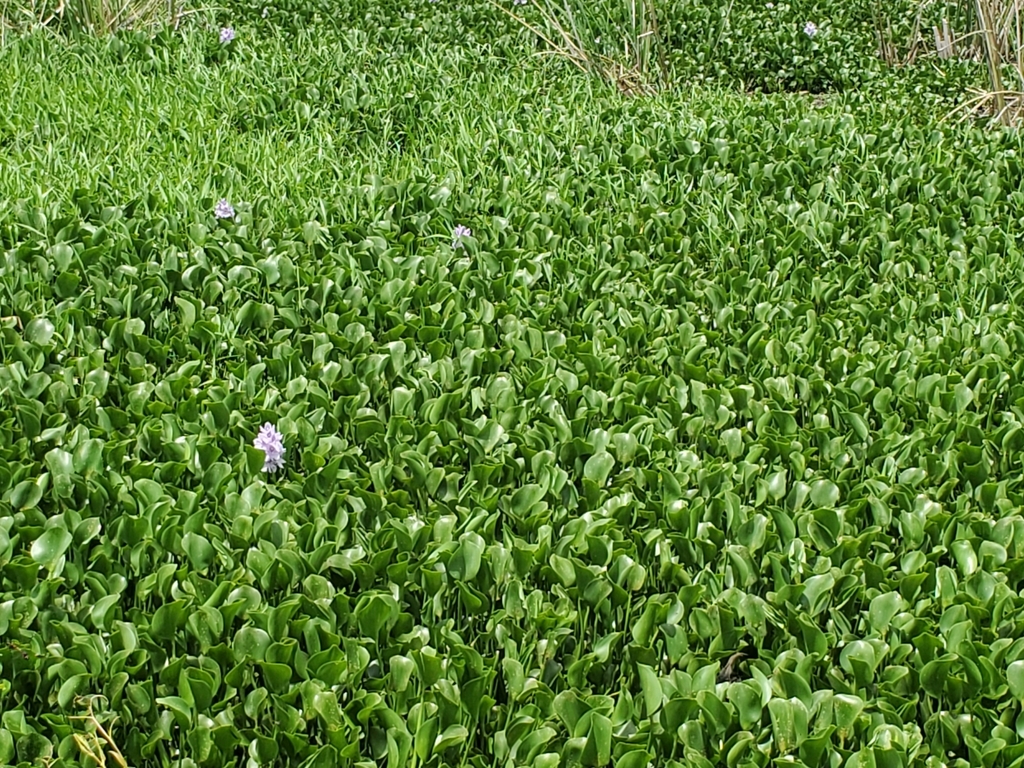 common water hyacinth from Needville, TX 77461, USA on May 24, 2020 at