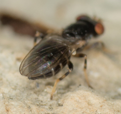 Periscelis occidentalis