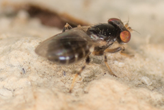 Periscelis occidentalis