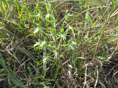 Image of Bonatea porrecta by (c) Suvarna Parbhoo Mohan, some rights reserved (CC BY-SA)