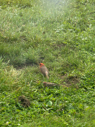 Northern Cardinal