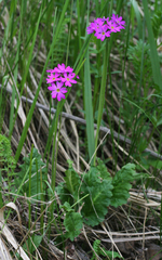 Primula cortusoides
