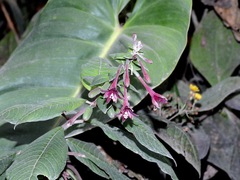 Fuchsia nigricans