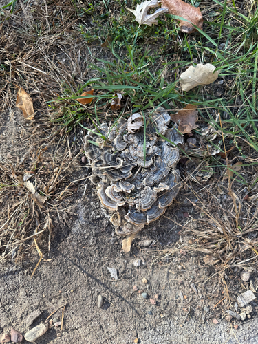 turkey-tail