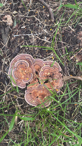 Rigidoporus lineatus observed 2026-10-13