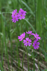 Primula cortusoides