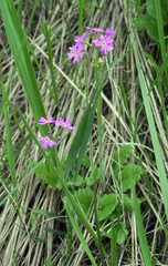 Primula cortusoides