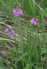 Primula cortusoides