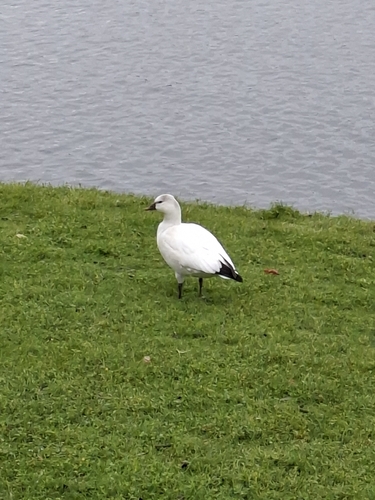Ross's Goose