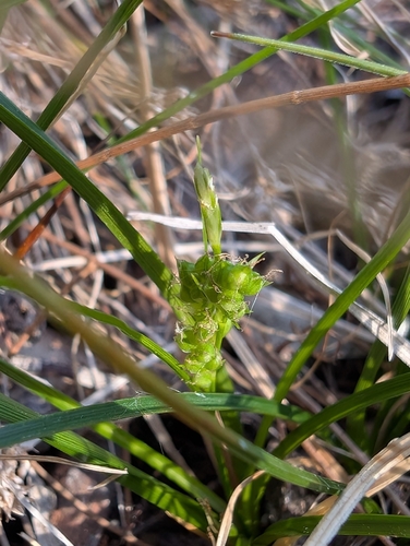 Carex breviculmis observed 2026-10-13