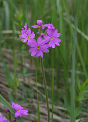 Primula cortusoides