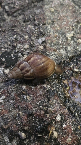 Lissachatina fulica observed 2026-10-09