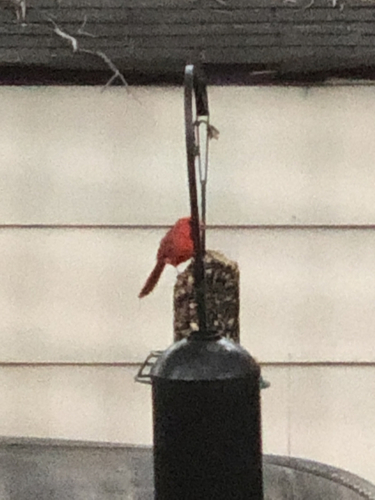 Northern Cardinal